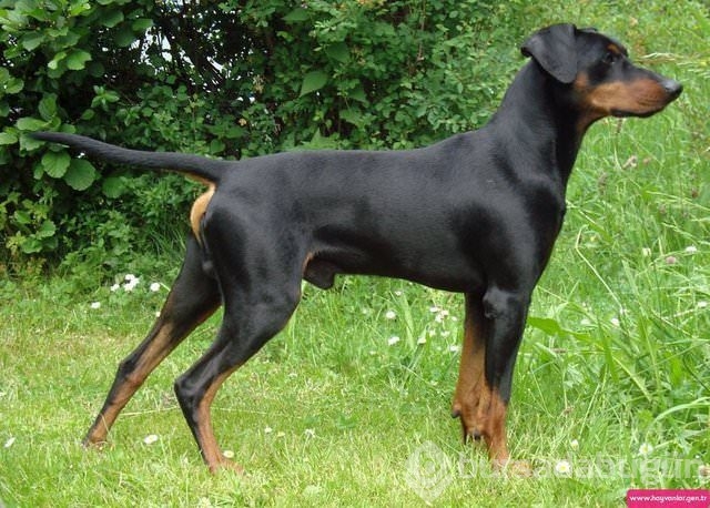 Apartmanda beslenebilen köpek cinsleri