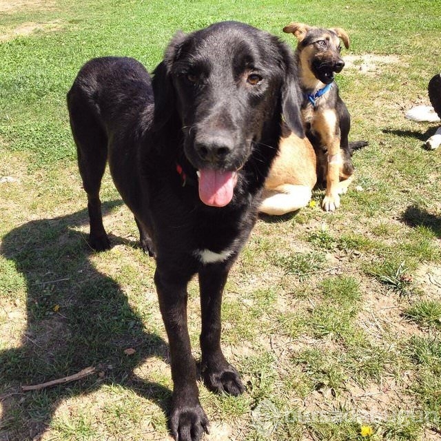 Apartmanda beslenebilen köpek cinsleri