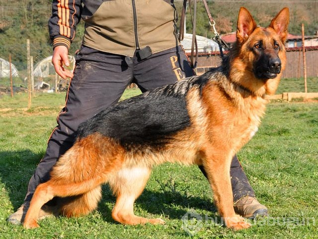Apartmanda beslenebilen köpek cinsleri