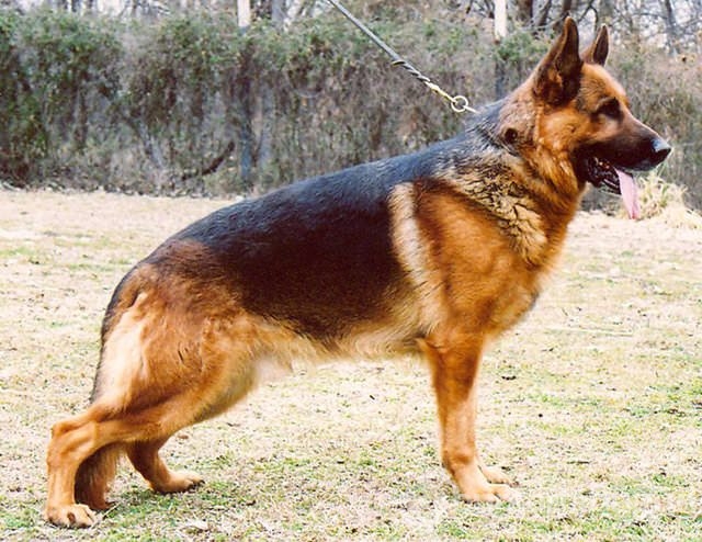 Apartmanda beslenebilen köpek cinsleri