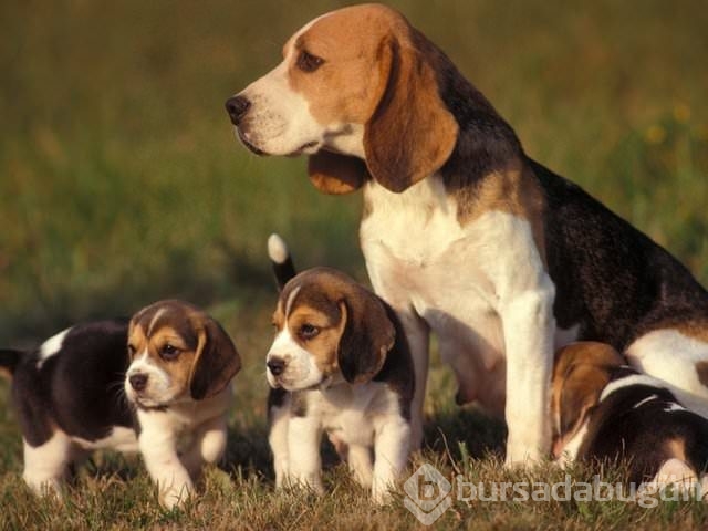 Apartmanda beslenebilen köpek cinsleri