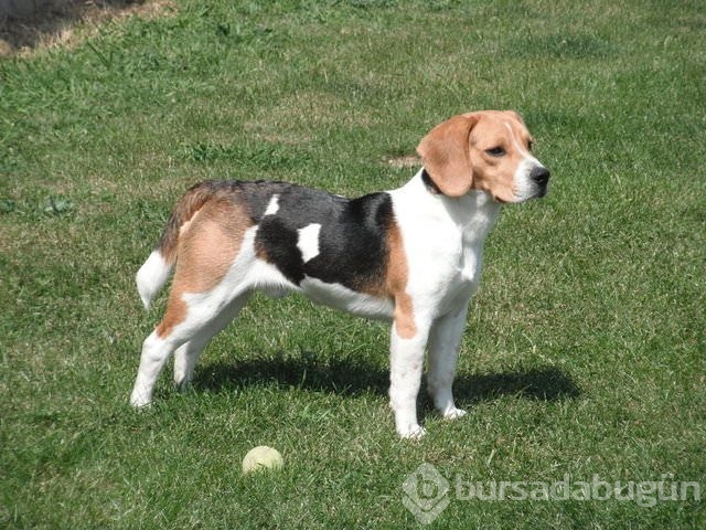 Apartmanda beslenebilen köpek cinsleri