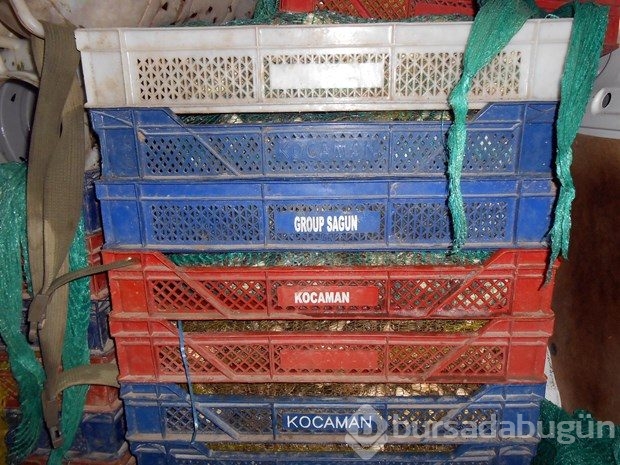 Diyarbakır'da 100 kilo kurbağa yakalandı