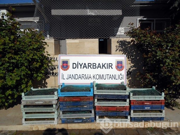 Diyarbakır'da 100 kilo kurbağa yakalandı