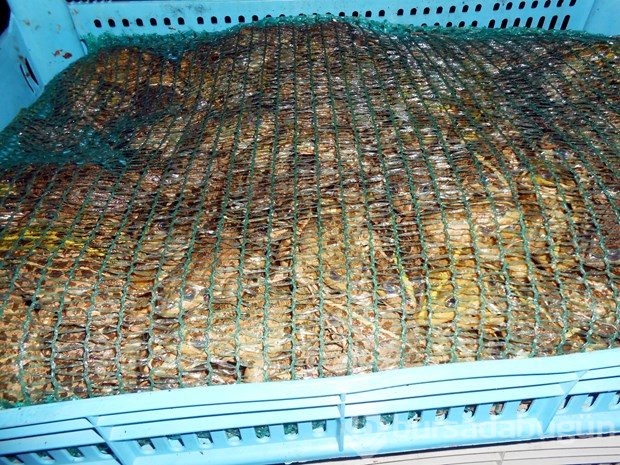 Diyarbakır'da 100 kilo kurbağa yakalandı