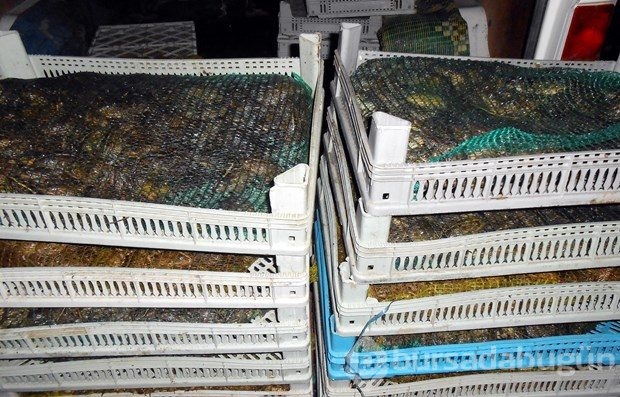 Diyarbakır'da 100 kilo kurbağa yakalandı