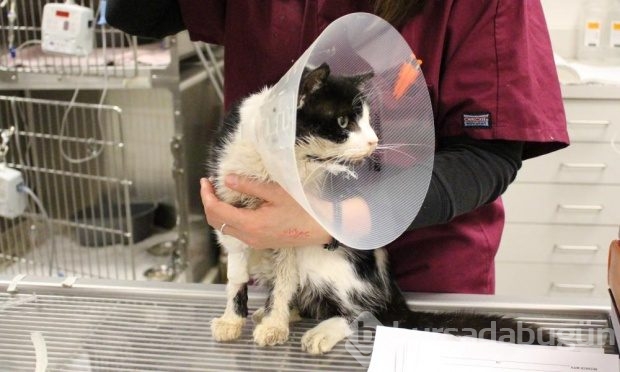Zombi kedi şoku