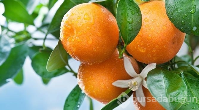 Saça, cilde, uykusuzluğa mandalina!