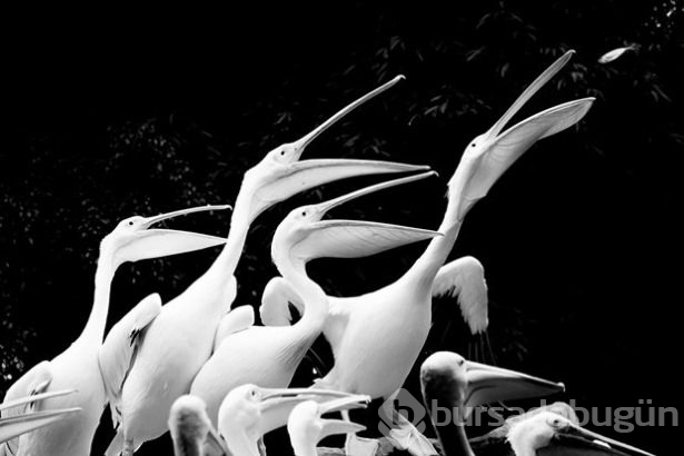 2015 yılının en seçkin fotoğrafları