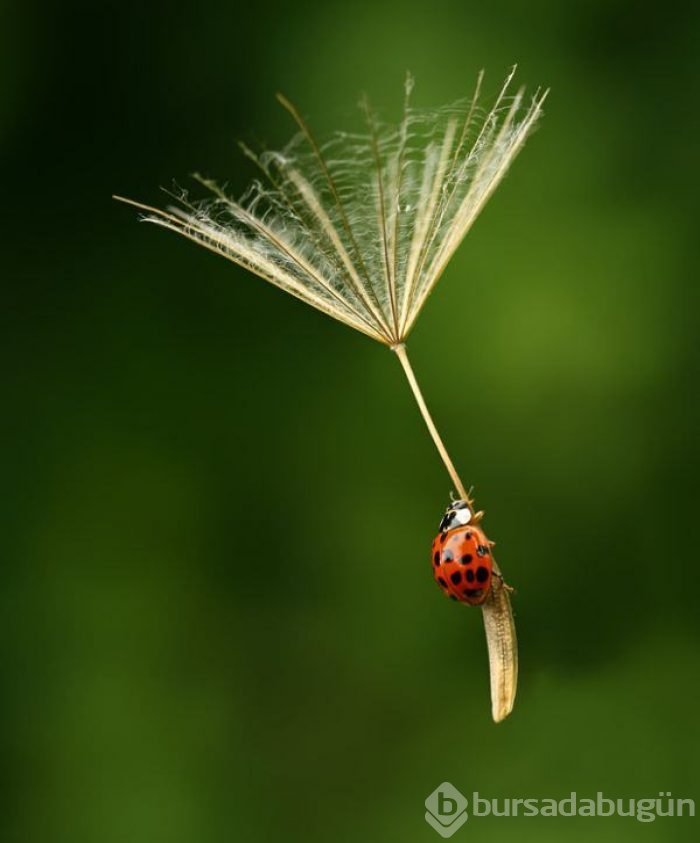 2015 yılının en seçkin fotoğrafları
