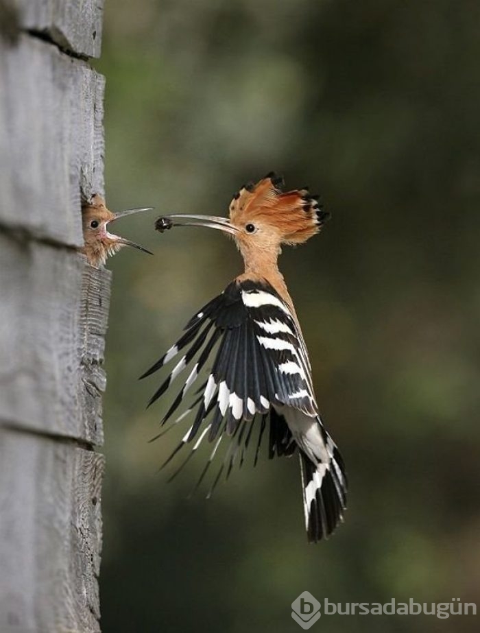 2015 yılının en seçkin fotoğrafları