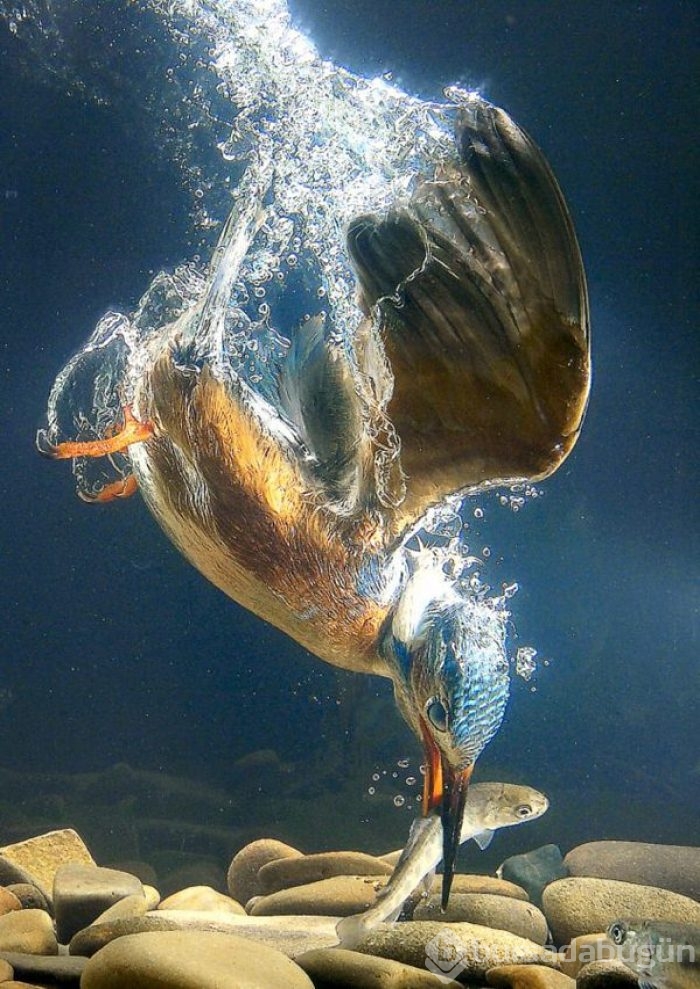 2015 yılının en seçkin fotoğrafları