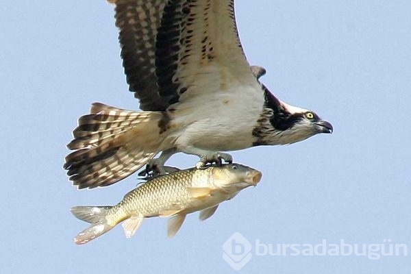 2015 yılının en seçkin fotoğrafları