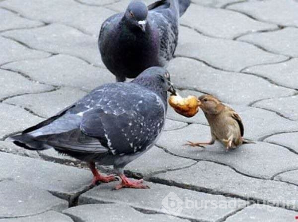 2015 yılının en seçkin fotoğrafları