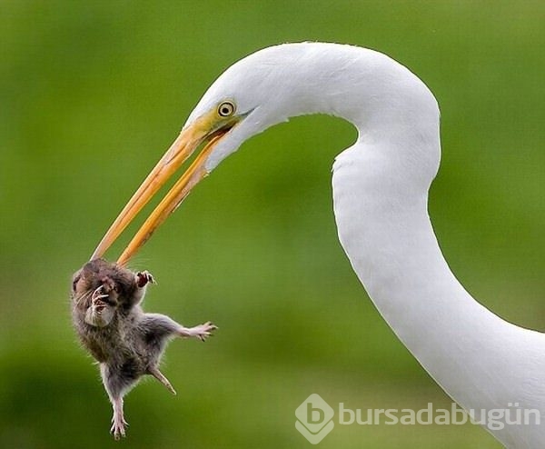 2015 yılının en seçkin fotoğrafları