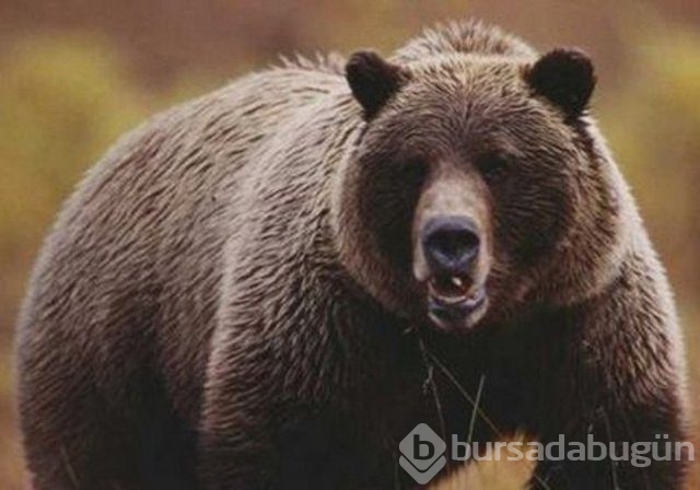 İnsan vücudunun limitleri