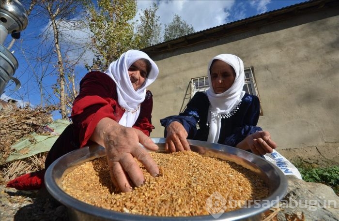 Hakkari'de asırlık buğday dövme geleneği