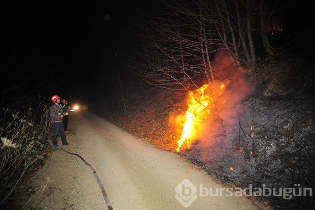 Bursa'da orman yangını