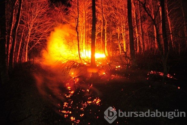 Bursa'da orman yangını