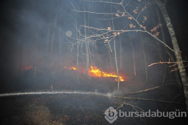 Bursa'da orman yangını