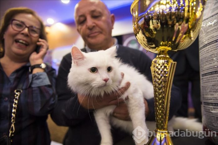 4. Ankara kedisi güzellik yarışması