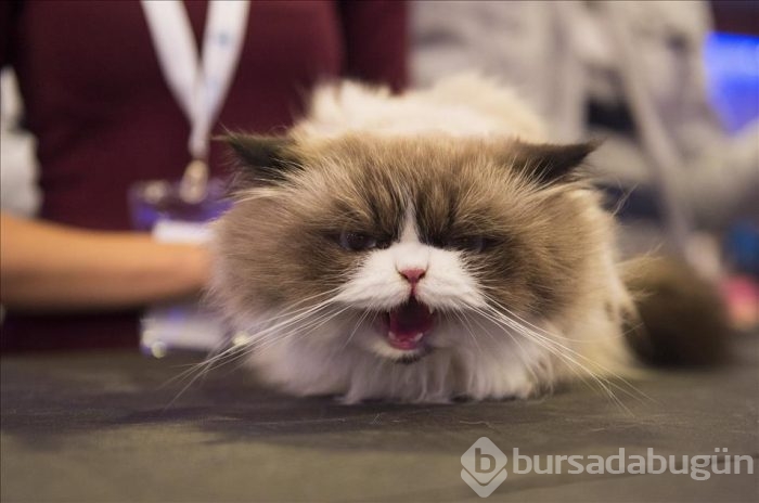 4. Ankara kedisi güzellik yarışması