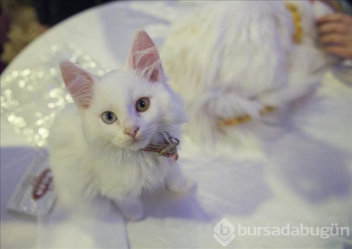 4. Ankara kedisi güzellik yarışması