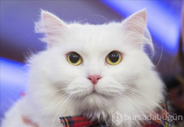 4. Ankara kedisi güzellik yarışması
