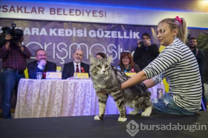 4. Ankara kedisi güzellik yarışması