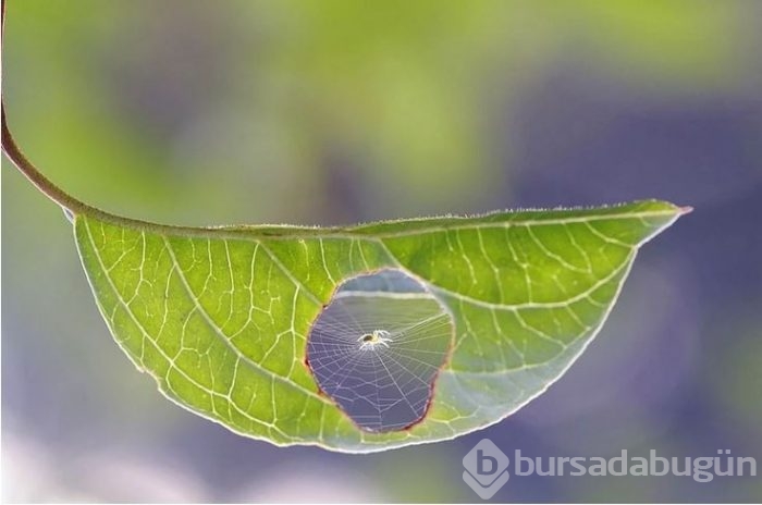 Görülmeye değer 100 eşsiz fotoğraf