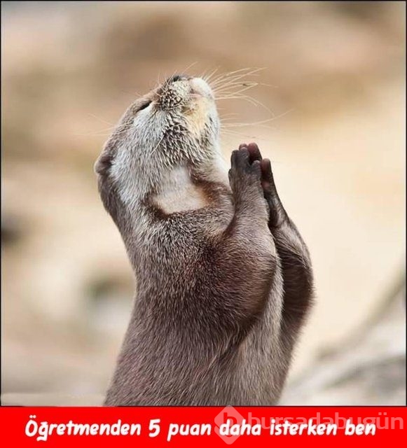Öğretmenler günü capsleri