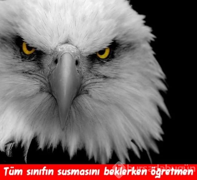Öğretmenler günü capsleri