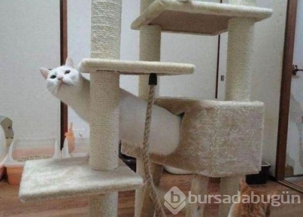 İki kere bakmanız gereken fotoğraflar