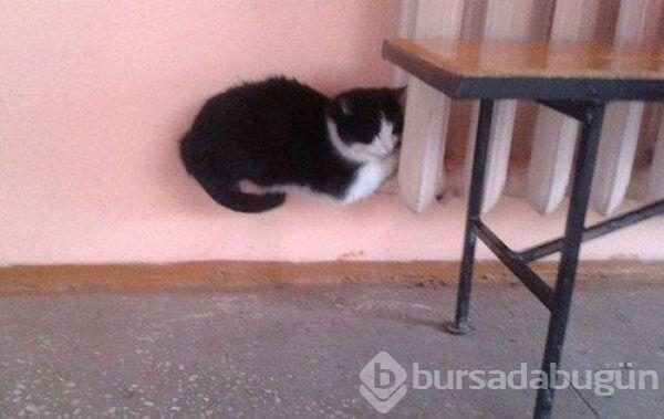 İki kere bakmanız gereken fotoğraflar