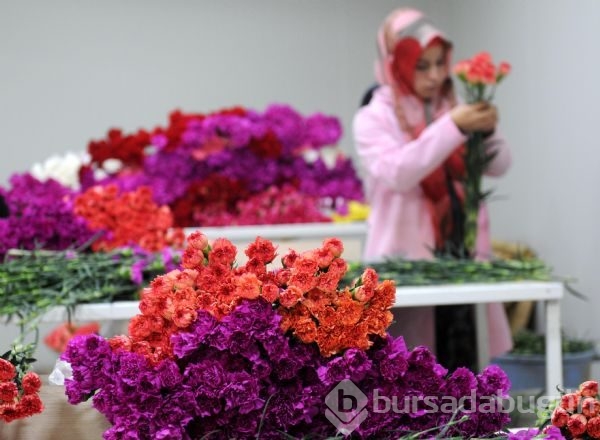 Rusya'ya giden çiçek TIR'ları geri dönüyor 