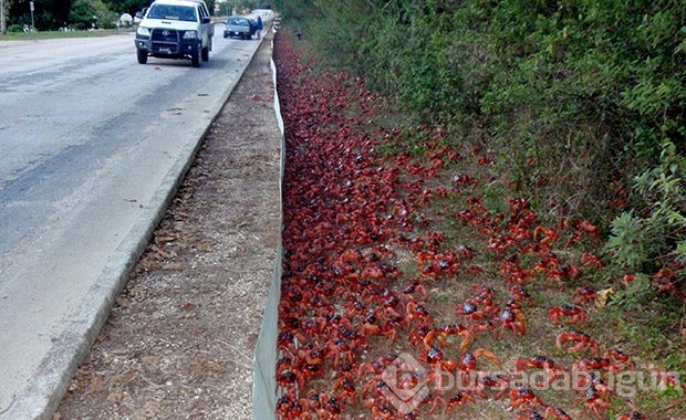 Çiftleşmek için şehri istila ettiler