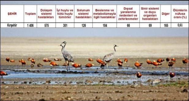 Ölüm oranlarının en yüksek olduğu iller