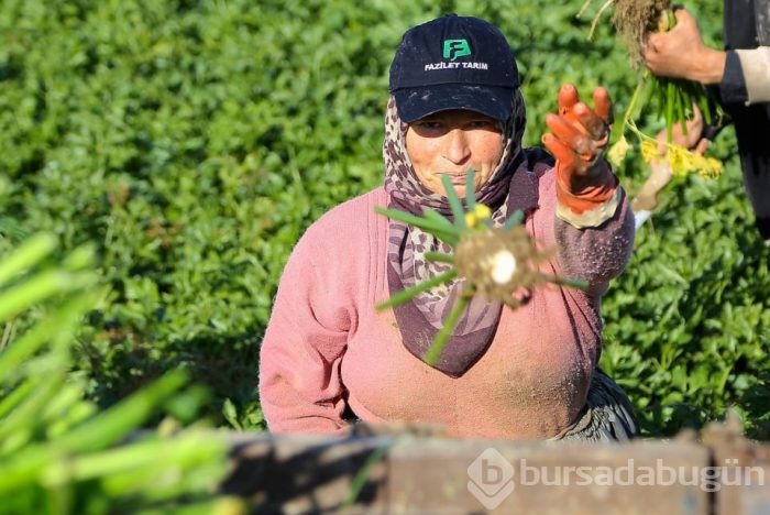 'Beyaz elması'ın zahmetli hasadı