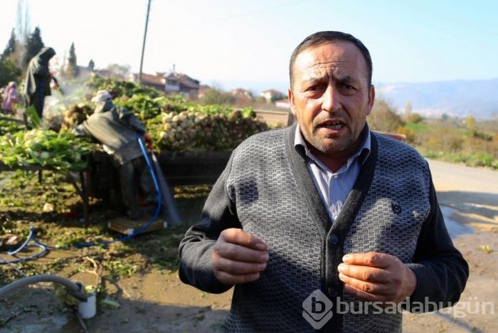 'Beyaz elması'ın zahmetli hasadı
