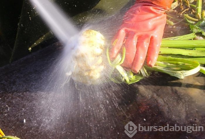 'Beyaz elması'ın zahmetli hasadı