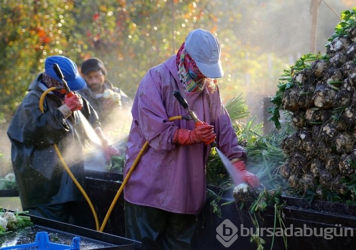 'Beyaz elması'ın zahmetli hasadı