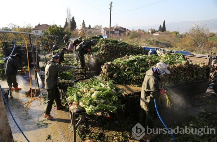 'Beyaz elması'ın zahmetli hasadı