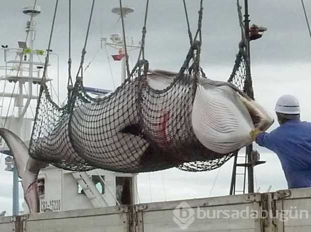 Uluslararası yasak kararına rağmen Japonya balina katliamına başlıyor