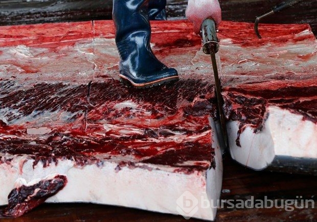 Uluslararası yasak kararına rağmen Japonya balina katliamına başlıyor