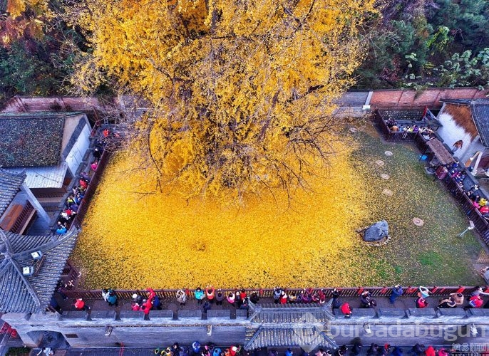 1400 Yıllık Ginkgo Ağacı