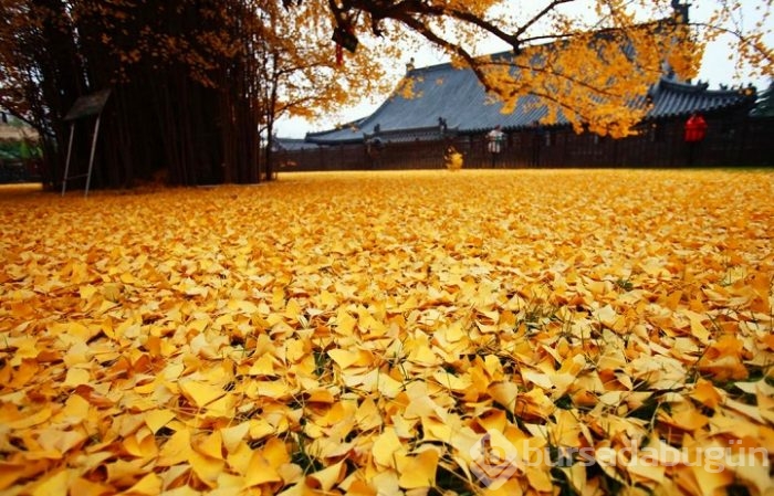 1400 Yıllık Ginkgo Ağacı