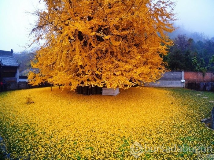 1400 Yıllık Ginkgo Ağacı