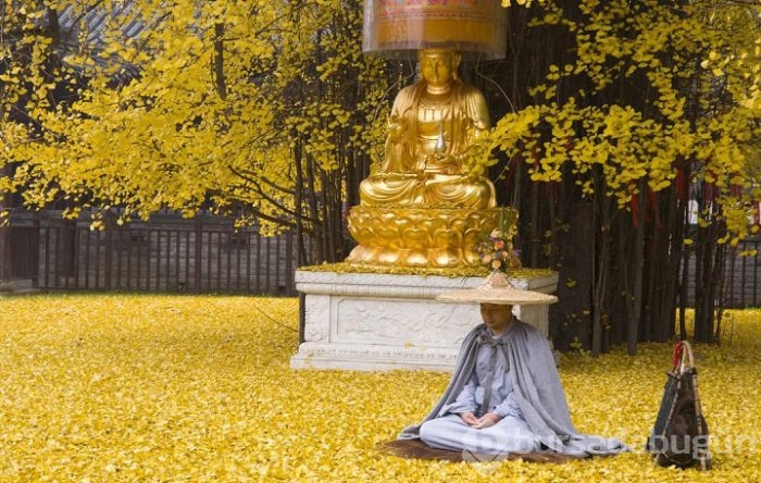 1400 Yıllık Ginkgo Ağacı