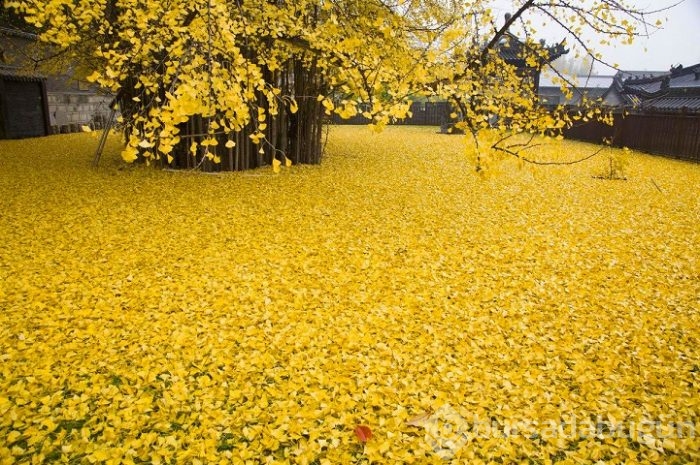 1400 Yıllık Ginkgo Ağacı