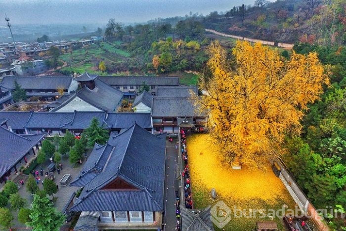 1400 Yıllık Ginkgo Ağacı
